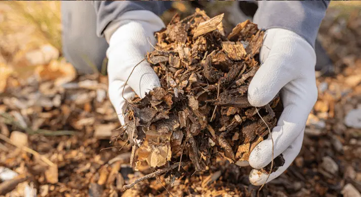 Olgun Kompostu Tanıma ve Kullanım Alanları