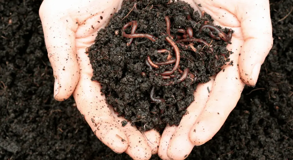 Gıda Atığı Kökenli Organik Gübrelerin Tipleri ve Üretim Metotları