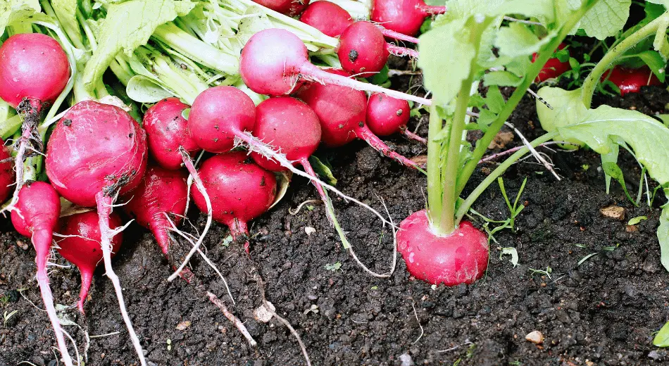 Kök Bitkilerde Verim Artışı: Kırmızı Turp (Raphanus sativus) Örneği