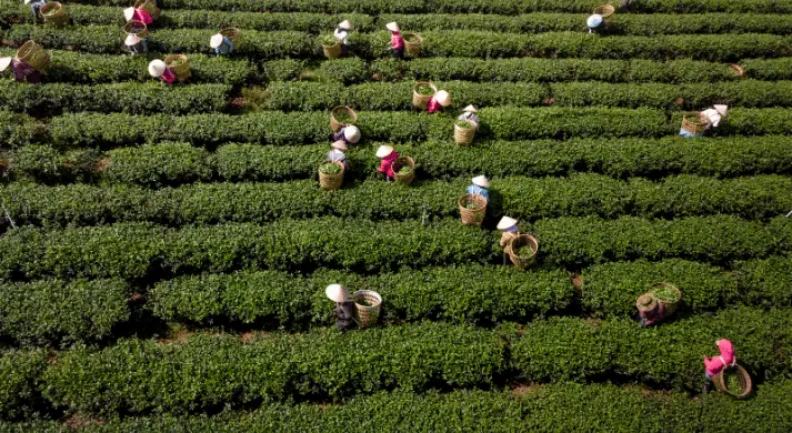 Örtü Bitkilerinin Toprak Sağlığı Üzerindeki Çok Yönlü Etkileri