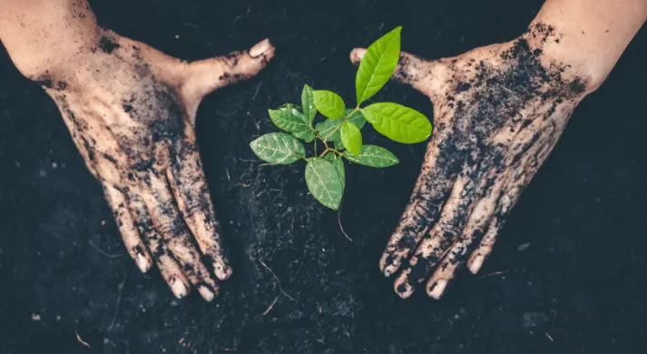 Fonksiyonel Örtü Bitkisi Türleri ve Hedef Odaklı Seçim Stratejileri