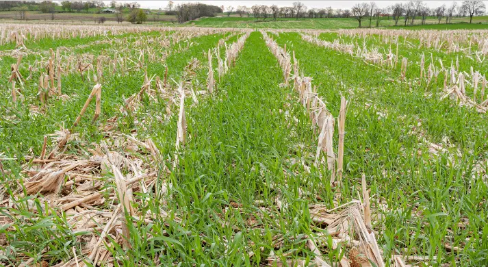 Örtü Bitkilerinin Sonlandırma (Termination) Yönetimi