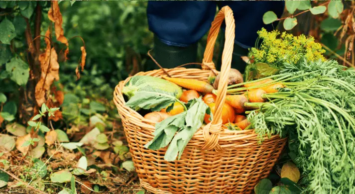 Sonuç ve Agrofoni Okuyucuları İçin Eylem Planı