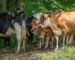 Süt sığırı ırkları: gölgede bir arada duran siyah-beyaz Holstein ve açık kahverengi Jersey inekler